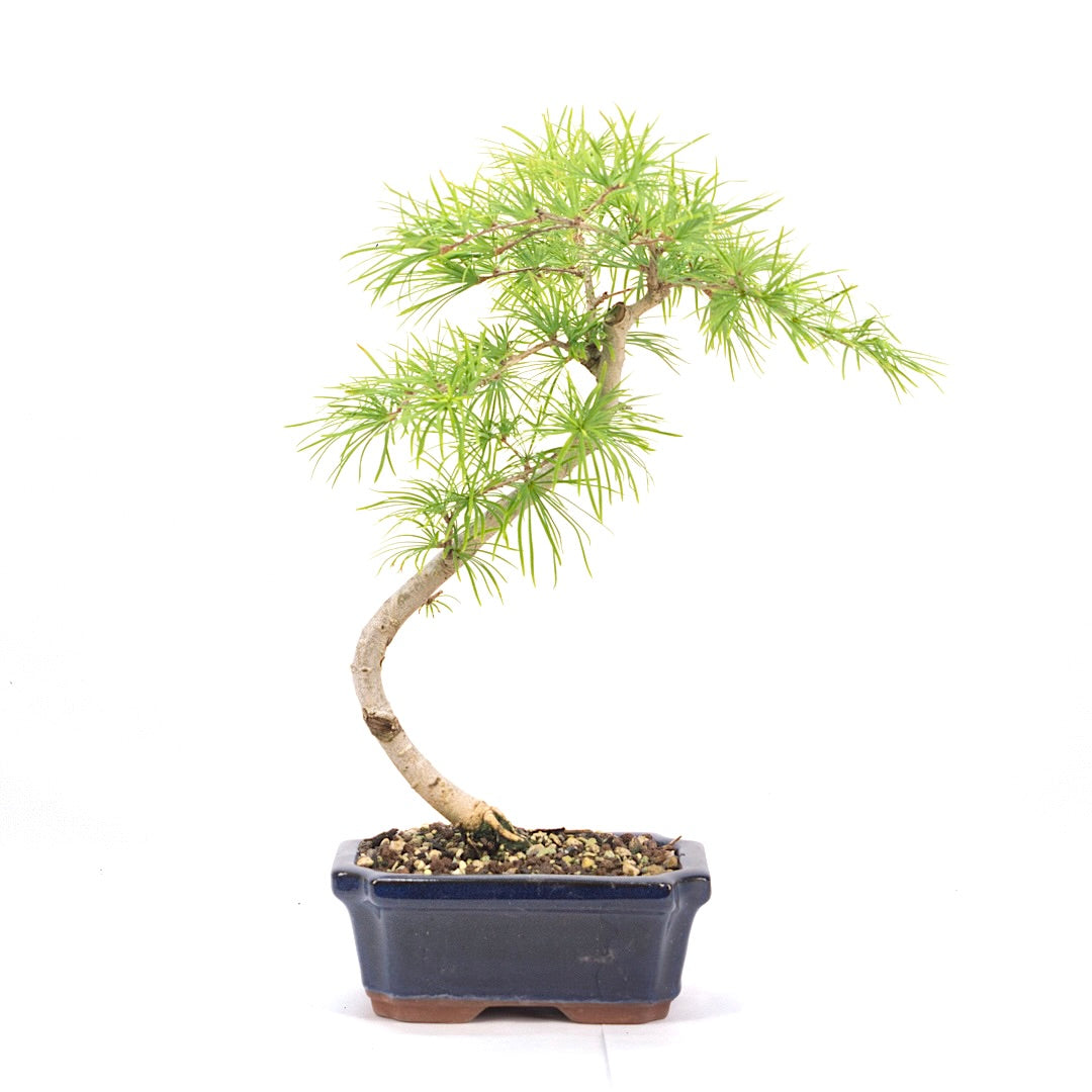 Goldlärche 'Pseudolarix amabilis'